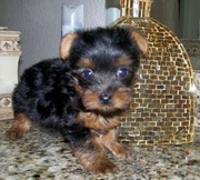 Lovely and cute tea cup yorkie puppies available for lovely home