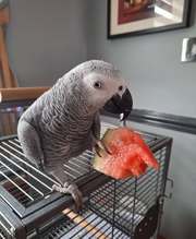 Sperry Male baby African Grey For Sale